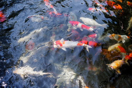 beautiful koi fish in pond in the gardenの写真素材