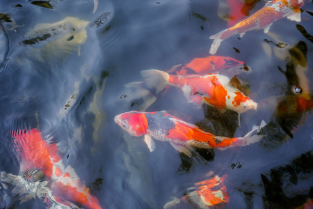 beautiful koi fish in pond in the gardenの写真素材