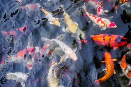 beautiful koi fish in pond in the gardenの写真素材