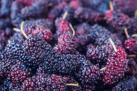 fresh mulberry closeup backgroundの写真素材