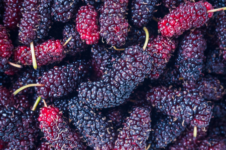 fresh mulberry closeup backgroundの写真素材