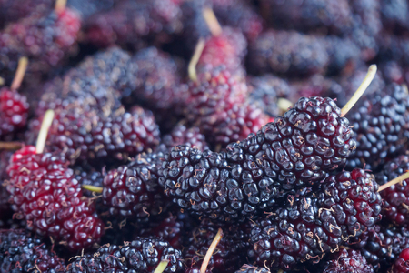 fresh mulberry closeup backgroundの写真素材