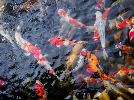 beautiful koi fish in pond in the gardenの写真素材