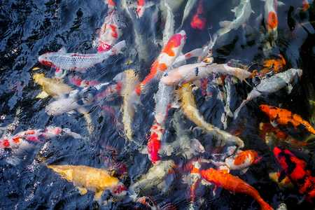 beautiful koi fish in pond in the gardenの写真素材