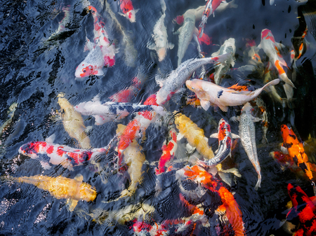 beautiful koi fish in pond in the gardenの写真素材