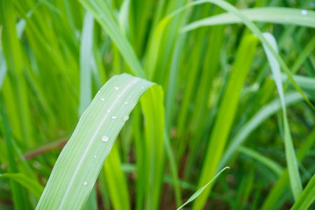 Water drop on Fresh Lemon grass herbal plant green leaf backgroundの写真素材