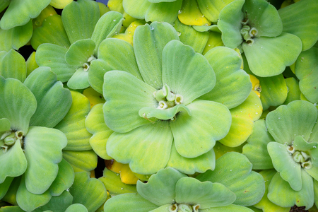 Close up fresh Water lettuce plantの写真素材