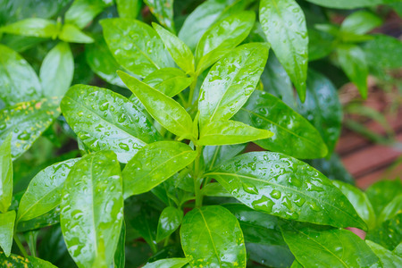 fresh Thai herbal medicine herbs organic plant leaves Andrographis paniculataの写真素材