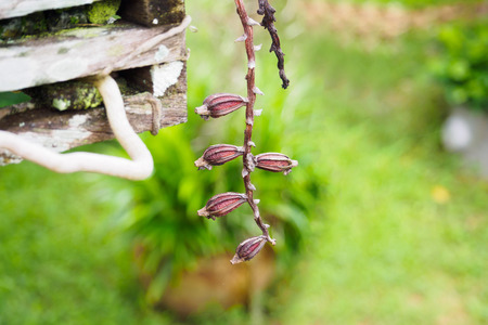 dry orchid seeds pod of Rhynchostylis giganteaの写真素材