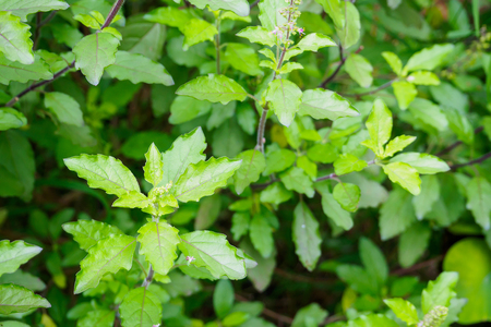 Holy basil or Sacred basil in organic gardenの写真素材