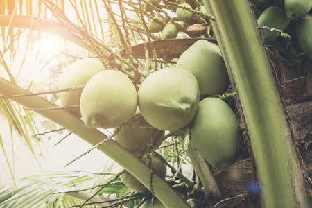Fresh Coconut cluster on coconut tree
