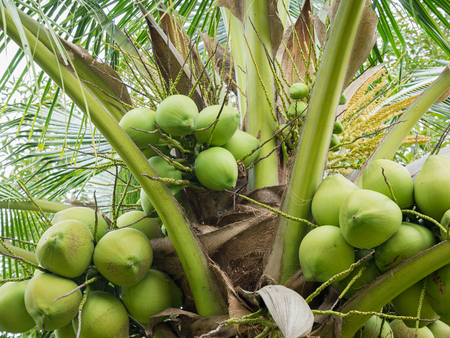 Fresh Coconut cluster on coconut treeの写真素材