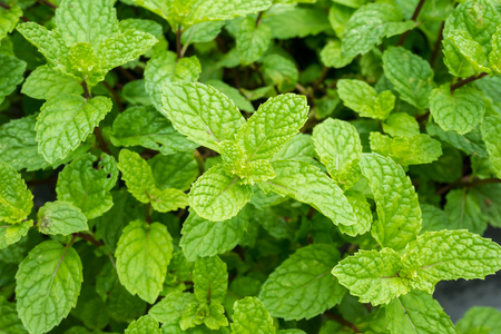 close up mint leaves plant grow in organic vegetable gardenの写真素材