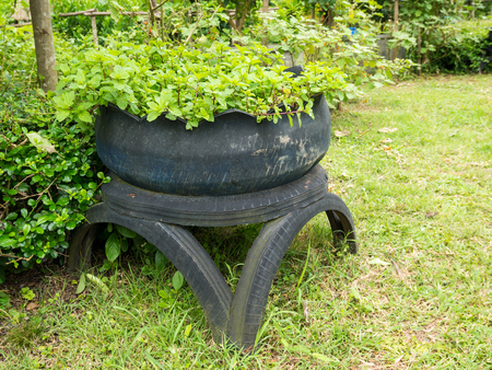 fresh organic mint in recycle tyreの写真素材