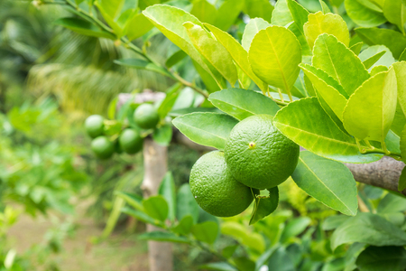 Fresh green lemon limes on tree in organic gardenの写真素材