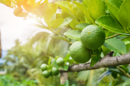 Fresh green lemon limes on tree in organic gardenの写真素材