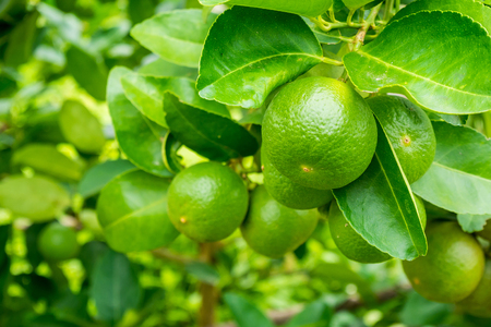 Fresh green lemon limes on tree in organic gardenの写真素材