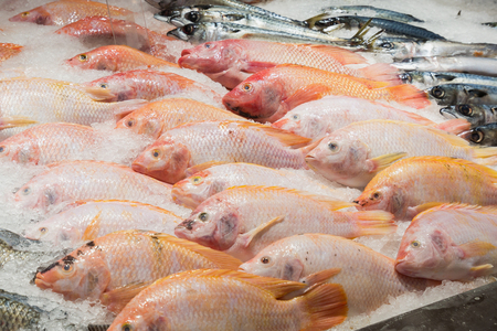 Fresh tilapia fish on ice in the marketの写真素材