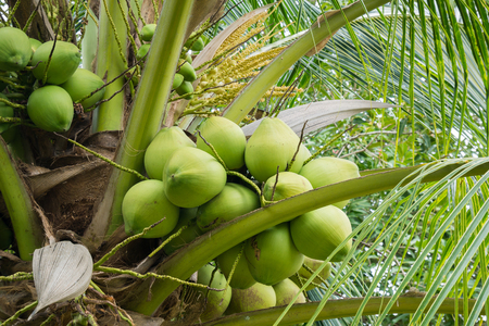 Fresh Coconut cluster on coconut treeの写真素材