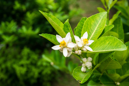 White lemon flower in organic gardenの写真素材