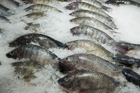 Fresh tilapia fish on ice in the marketの写真素材