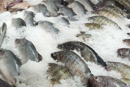 Fresh tilapia fish on ice in the marketの写真素材