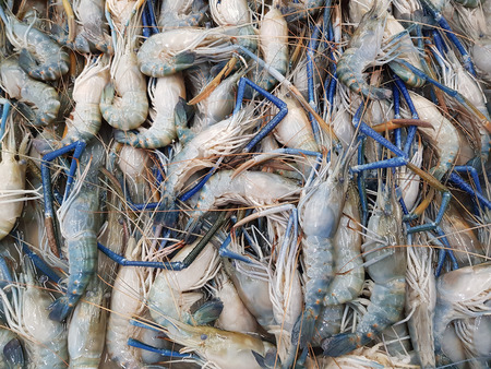 Fresh river prawns on ice in the marketの写真素材