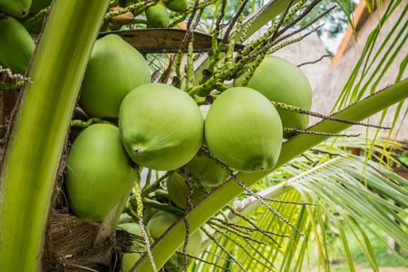 Fresh Coconut cluster on coconut treeの写真素材