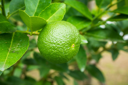 Fresh green lemon limes on tree in organic gardenの写真素材