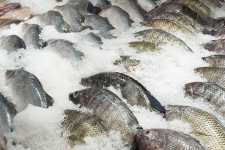 Fresh tilapia fish on ice in the marketの写真素材