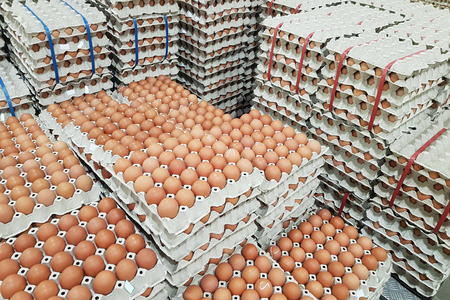 fresh raw chicken eggs in package for sale in supermarketの写真素材