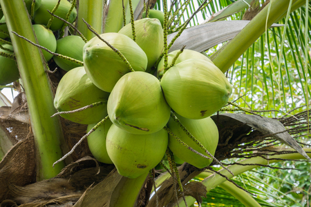 Fresh Coconut cluster on coconut treeの写真素材