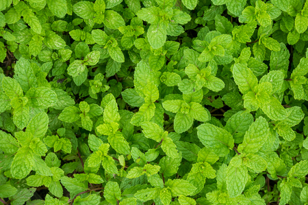 close up mint leaves plant grow in organic vegetable gardenの写真素材