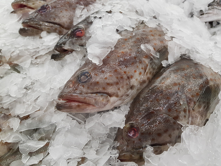 Fresh Grouper fishes on ice in marketの写真素材