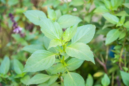 Thai Sweet basil leaf close upの写真素材