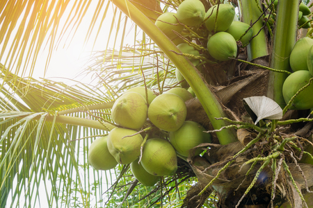 Fresh Coconut cluster on coconut treeの写真素材