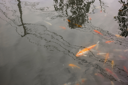 Colorful koi fish in the pondの写真素材