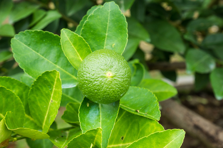 Fresh green lemon limes on tree in organic gardenの写真素材