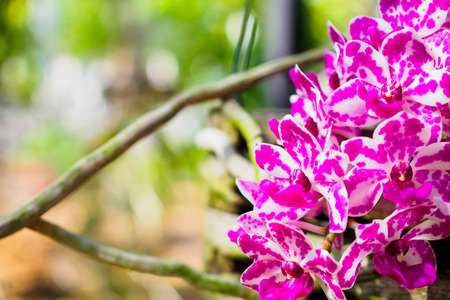 Rhynchostylis Gigantea orchid flowers with pink and white colorの写真素材