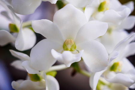 Rhynchostylis Gigantea orchid flowers with white colorの写真素材