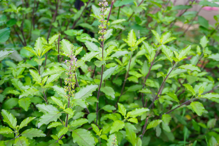 Holy basil or Sacred basil in organic gardenの写真素材