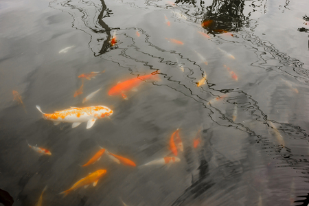 Colorful koi fish in the pondの写真素材