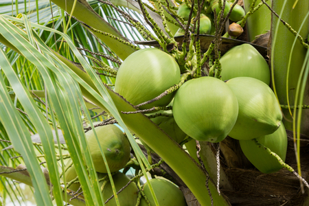 Fresh Coconut cluster on coconut treeの写真素材