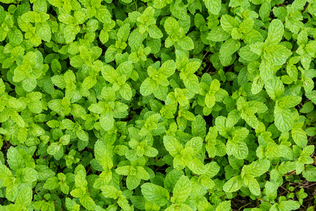 close up mint leaves plant grow in organic vegetable gardenの写真素材