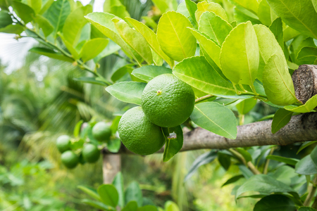 Fresh green lemon limes on tree in organic gardenの写真素材