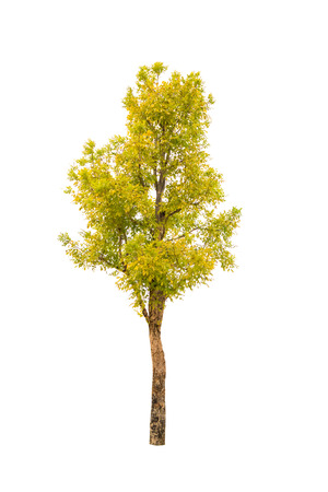 Isolated tree on white backgroundの写真素材