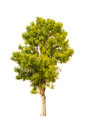 Isolated tree on white backgroundの写真素材