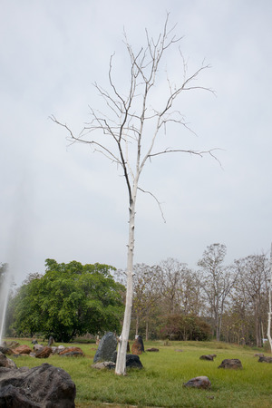 old dry treeの写真素材