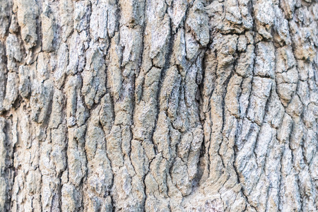 Tree bark texture backgroundの写真素材