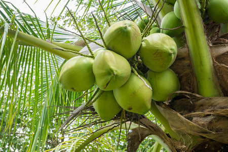 Fresh Coconut cluster on coconut treeの写真素材